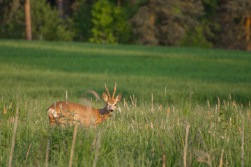 Roebuck - buck (Capreolus capreolus) Roe deer - goat
