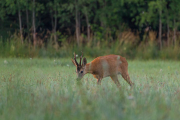 Roebuck - buck (Capreolus capreolus) Roe deer - goat