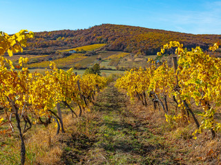 Fototapeta premium grapes in the vineyard in autumn