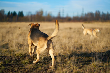 two dogs playing in the field Sheepdog Mongrel dogs walk with other dogs