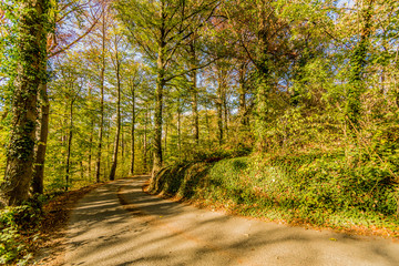 Curved dirt rural road between leafy trees in middle of the forest against blue sky, yellow-green foliage, wild and climbing plants, sunny autumn day in Spaubeek, South Limburg in the Netherlands