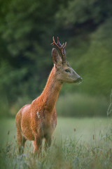 Roebuck - buck (Capreolus capreolus) Roe deer - goat © szczepank