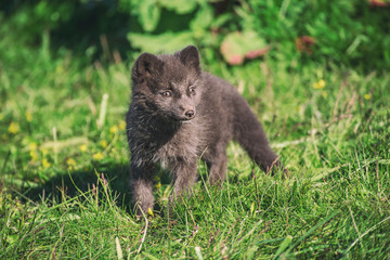 Naklejka na ściany i meble Beautiful wild animal in the grass. Arctic Fox cub, Vulpes lagopus, cute animal portrait in the nature habitat, grassy meadow in Iceland