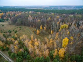 Obraz premium autumn forest, road in the forest, view from above