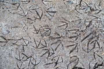 Looking down at bird footprints on a sandy beach