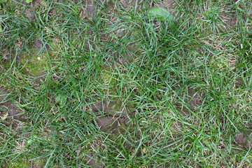 Grass close up natural ordinary lawn park