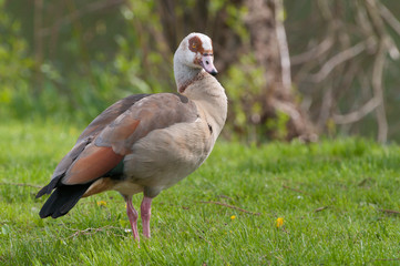 Nilgans