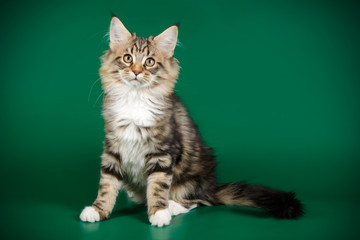 Maine Coon cat on colored backgrounds