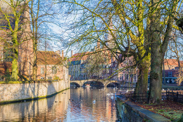 Obraz premium Canal with ducks swimming and trees with a blue sky on a wonderful and sunny winter day in the village of Bruges Belgium
