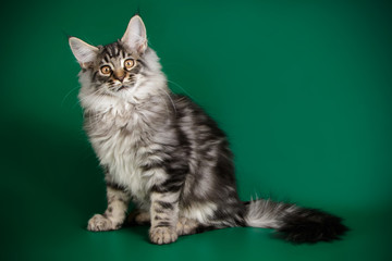 Maine Coon cat on colored backgrounds