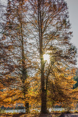 Fototapeta premium Sunbeams shining through two huge trees with lake in background, thick trunks and branches with sparse yellowish foliage, sunny day in Kelmonderbos nature reserve in Beek, South Limburg, Netherlands