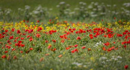 poppy field close group of poppies mixed with wild daisies, oil seed rape and hedge parsley