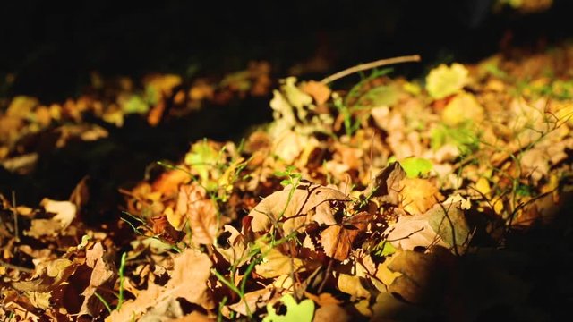 Slow motion 120 FPS walking in the woods during the autumn day is captured from the waist height and the view of the earth and the shoes in the vicinity of the folded leaves.