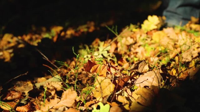 Walking and kicking through a forest full of flying leaves captured in super slow motion 120 fps in the middle of a forest with a grabbed autumn leaf.