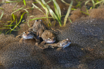 Frösche im Laich bei der Paarung