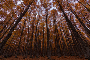 Castañar de El Tiemblo en otoño I