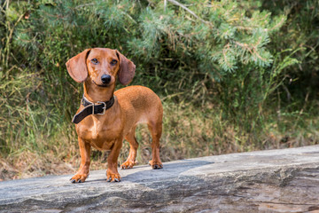 beautiful sausage dog on a fallen tree in the forest on a wonderful sunny day