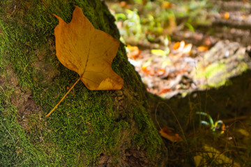 isolated yellow leaf on trunk and moss