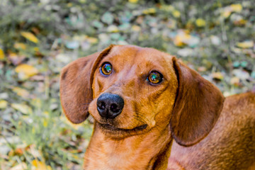 beautiful image of a dachshund staring on a wonderful sunny day