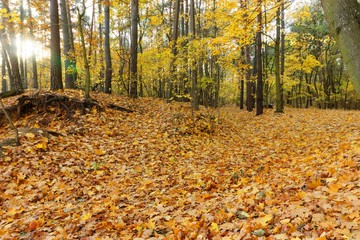 yellowed autumnal leaves in the forest