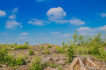 Fototapeta na wymiar image of a controlled deforested area in the forest on a wonderful sunny day with a blue sky with a few white clouds in Luxembourg