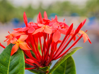 Close up of the small red flowers of a cluster of a jungle geranium against a blurred background...