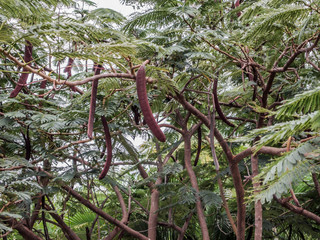 Fototapeta premium view of the three-spined acacia tree with its fruits in Mexico on a wonderful day in the state of Jalisco Mexico