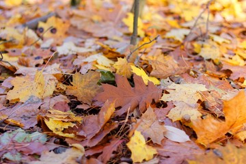 yellowed autumnal leaves