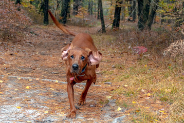 Running dog at play