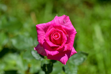pink rose in the garden