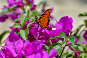 butterfly on a bougainville