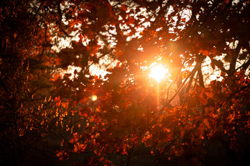 beautiful shining oak leaves at sunset