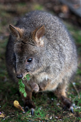 Native Tasmanian Pandemelon 