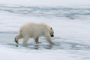 Obraz na płótnie Canvas Polar bear (Ursus maritimus) going on the pack ice north of Spitsbergen Island, Svalbard