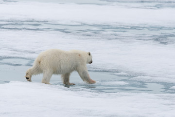 Plakat Polar bear (Ursus maritimus) going on the pack ice north of Spitsbergen Island, Svalbard