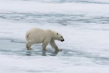 Photo sur Plexiglas Ours polaire Polar bear (Ursus maritimus) going on the pack ice north of Spitsbergen Island, Svalbard