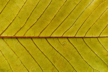 Obraz premium A flock of white swans in the river receives food from the tourists. Photo from Prague.