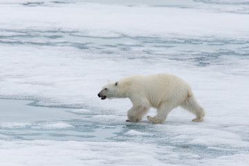 Obraz na płótnie Canvas Polar bear (Ursus maritimus) going on the pack ice north of Spitsbergen Island, Svalbard
