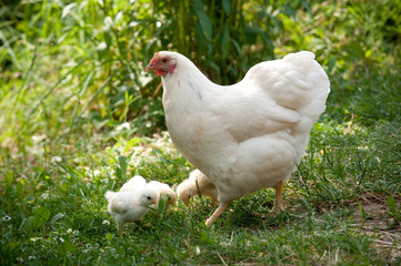 Glucke mit ihren Küken