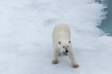 Naklejka premium Polar bear (Ursus maritimus) cub on the pack ice, north of Svalbard Arctic Norway