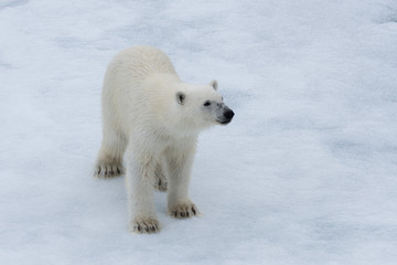 Obraz na płótnie Canvas Polar bear (Ursus maritimus) cub on the pack ice, north of Svalbard Arctic Norway