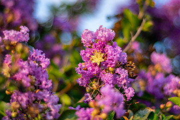 purple flowers on sunset