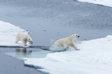 Wild Polar Bear and cubs jumping across the ice on the pack ice, north of Svalbard Arctic Norway