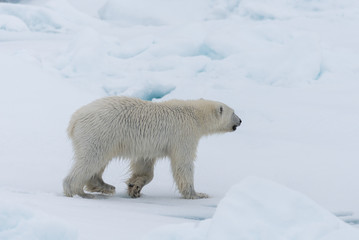 Obraz na płótnie Canvas Wild polar bear cub on the pack ice, north of Svalbard Arctic Norway