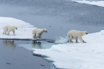 Wild Polar Bear and cubs jumping across the ice on the pack ice, north of Svalbard Arctic Norway