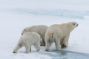 Obraz na płótnie Canvas Wild polar bear (Ursus maritimus) mother and twin cubs on the pack ice, north of Svalbard Arctic Norway