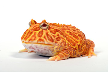 Obraz premium Strawberry Schmuckhornfrosch (Ceratophys cranwelli) - rogata żaba Cranwella