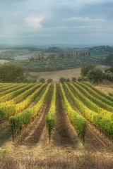Fototapeta na wymiar Magical vineyards at sunset in central Italy.