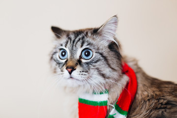 fluffy cat with a red scarf around the neck and with big blue eyes on the background of the wall