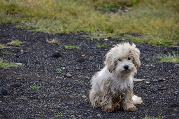 Sad dog on green grass